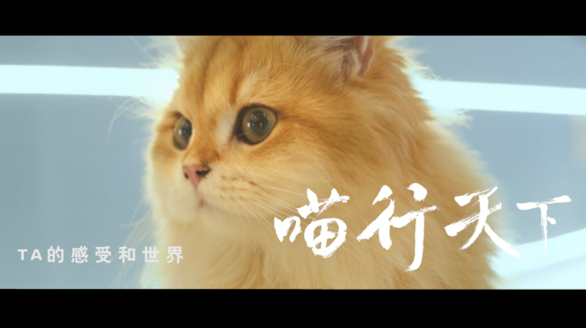 喵行天下，與NI解鎖新體驗